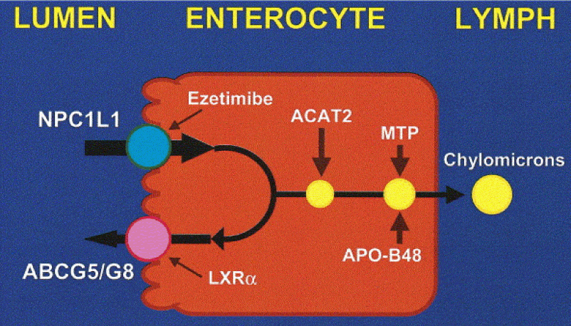Enterocyte cell