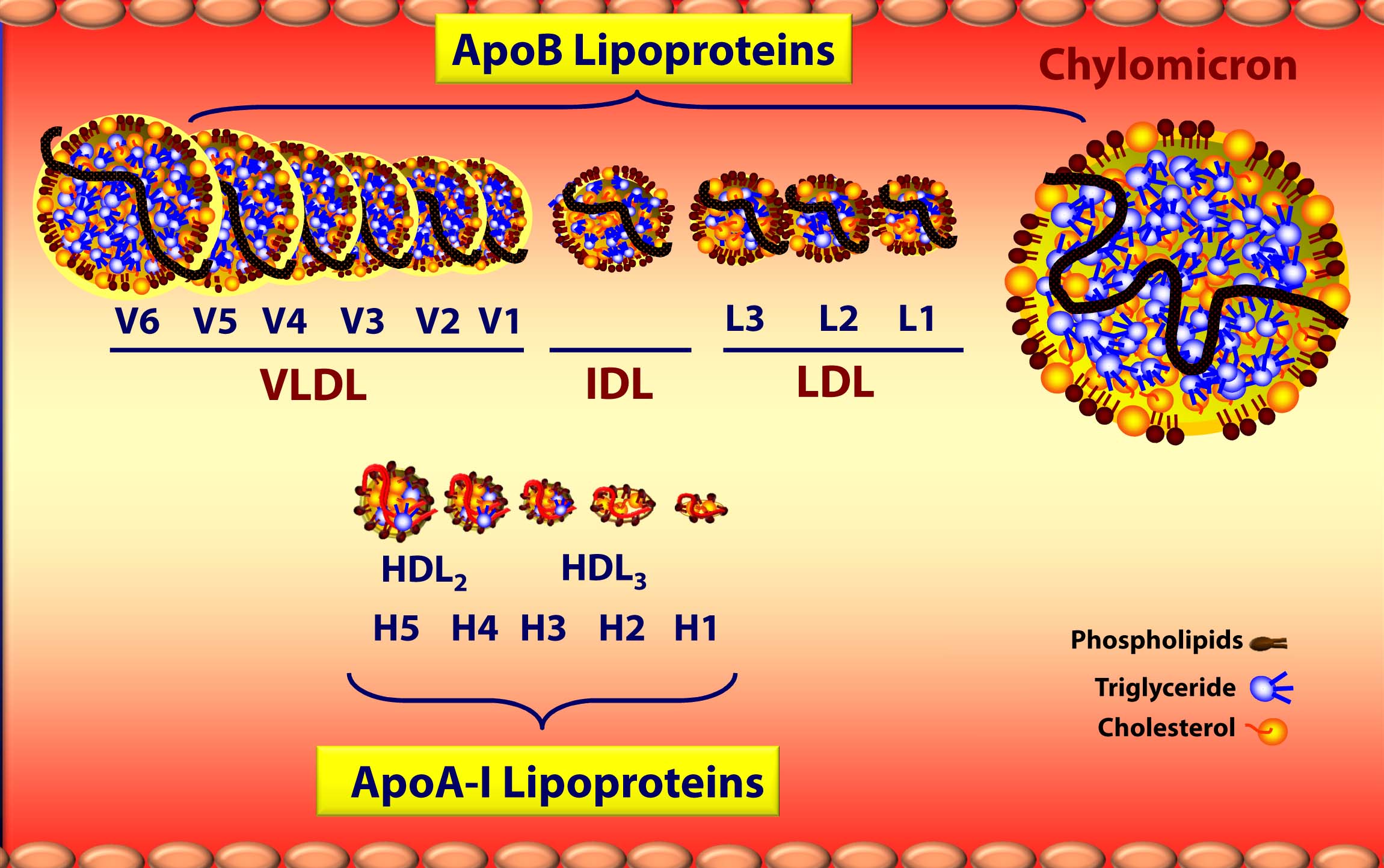 Lipoprotein sizes