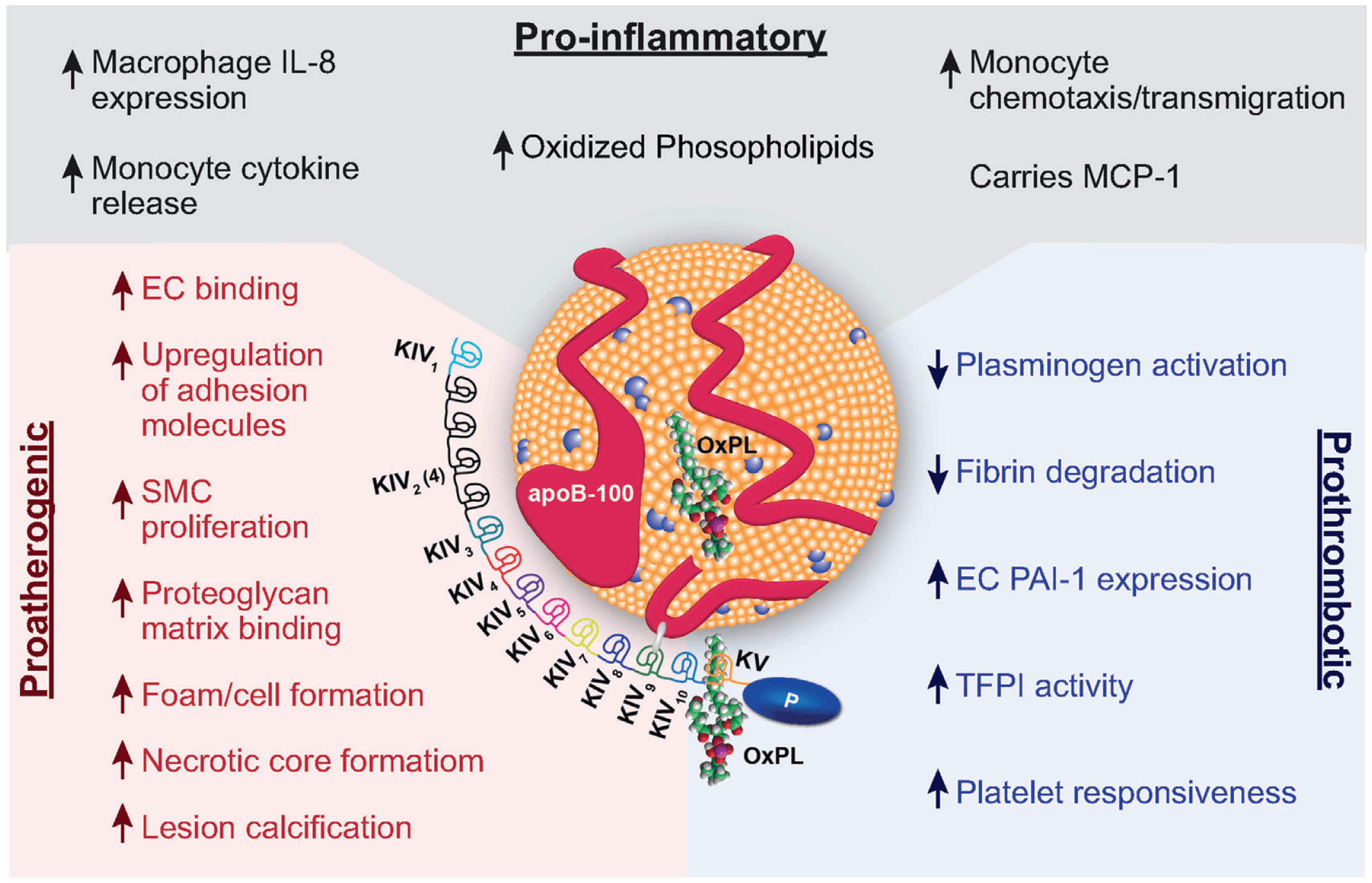 deep dive: lp(a) — what every doctor, and the 10-20% of the